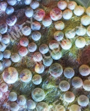 Borchie Vellutate con Decorazione Nanotec 3D